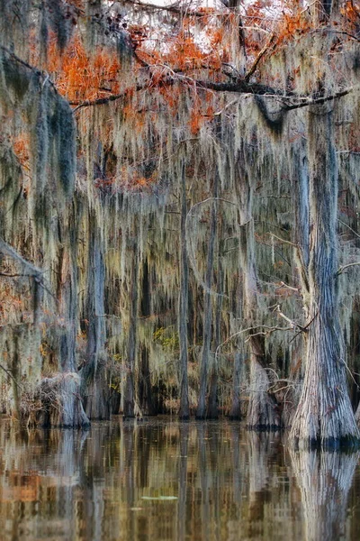 Vackert Landskap Med Träd Vattnet Skogen — Stockfoto
