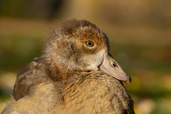Close Duck Head — Stock Photo, Image
