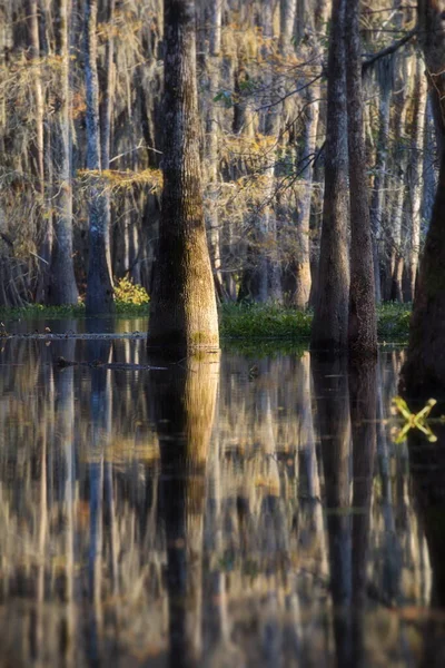 森の中の水の中に木がある美しい風景 — ストック写真