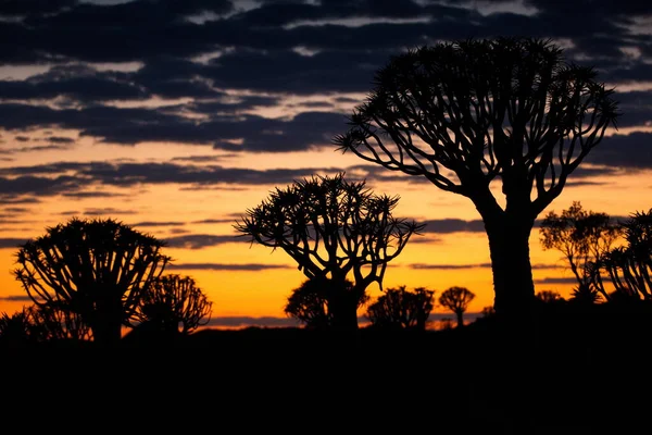 Sunset Tree Desert — Stock Photo, Image
