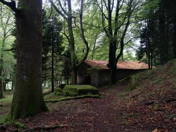 Hermoso Paisaje Con Árbol Parque —  Fotos de Stock