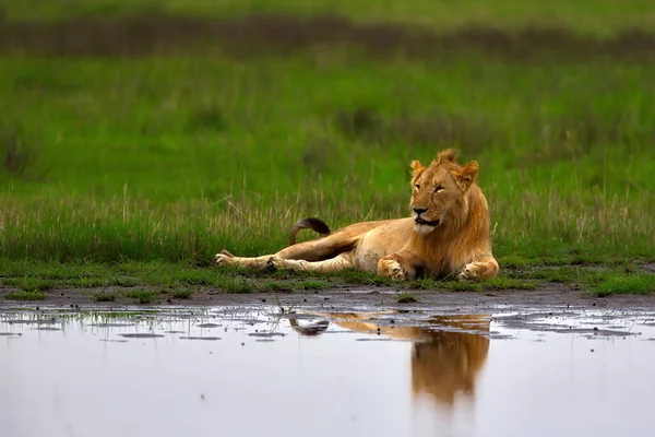 ケニアのサバンナにあるライオンは — ストック写真