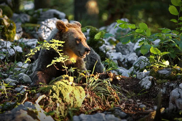 Egy Közeli Kép Egy Barna Medvéről Erdőben — Stock Fotó