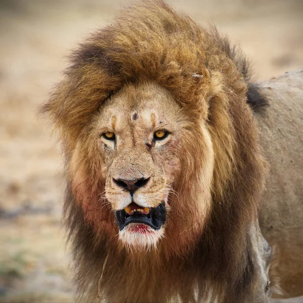 Mannetjes Leeuw Savanne — Stockfoto