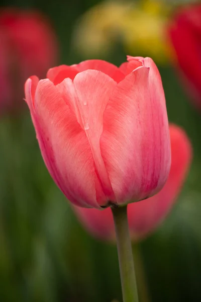 Red Tulip Garden — Stock Photo, Image