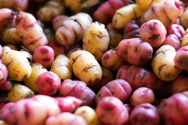 Frische Bio Kartoffeln Auf Dem Markt — Stockfoto