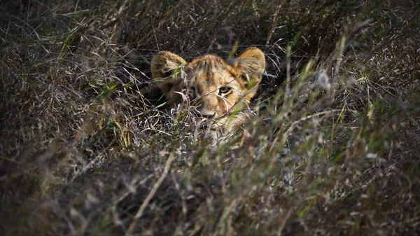 Gros Plan Beau Guépard Dans Savane — Photo