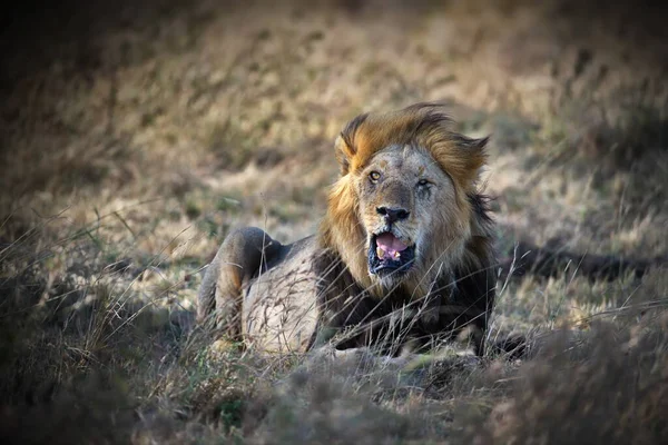 Leone Nella Savana Kenya — Foto Stock