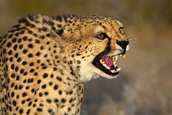 Cheetah Savannah Africa — Stock Photo, Image