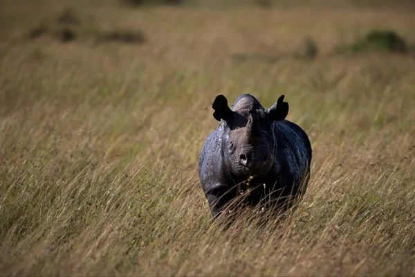 Black Rhino Savannah Kenya — Stock Photo, Image