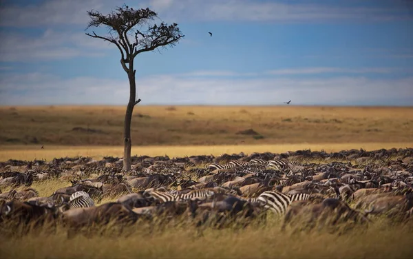Animais Silvestres Africanos Vida Selvagem Fauna Natureza — Fotografia de Stock