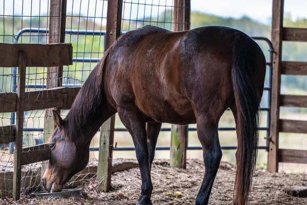 パドックの茶色の馬は — ストック写真