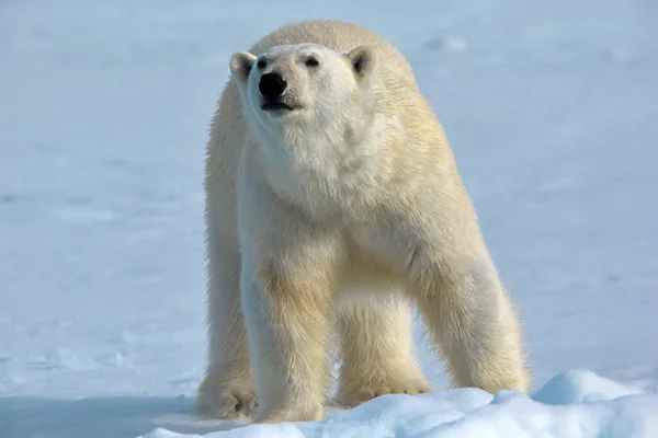 Lední Medvěd Arktickém Moři Severně Svalbardu — Stock fotografie