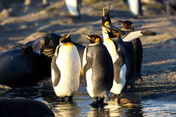 Gentoo Pingviner Havet — Stockfoto
