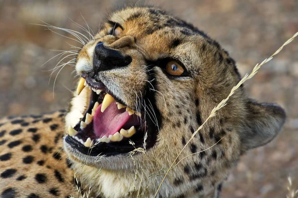 Cheetah Wild African Savanna — Stock Photo, Image