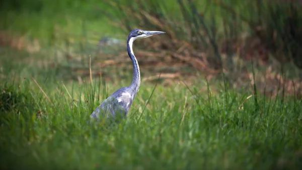 Grande Aigrette Dans Parc National Kruger Floride — Photo