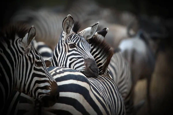 Зебра Зоопарку — стокове фото