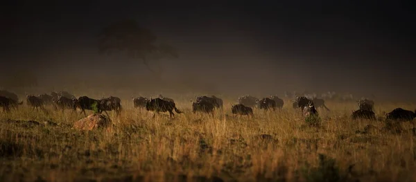 Manada Gnus Savana Kenya — Fotografia de Stock