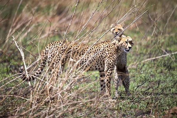 Kenya Bozkırında Çita — Stok fotoğraf