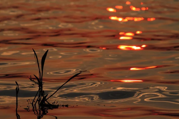 Краплі Води Озері — стокове фото