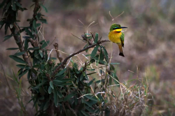 Pássaro Está Sentado Galho Uma Árvore — Fotografia de Stock