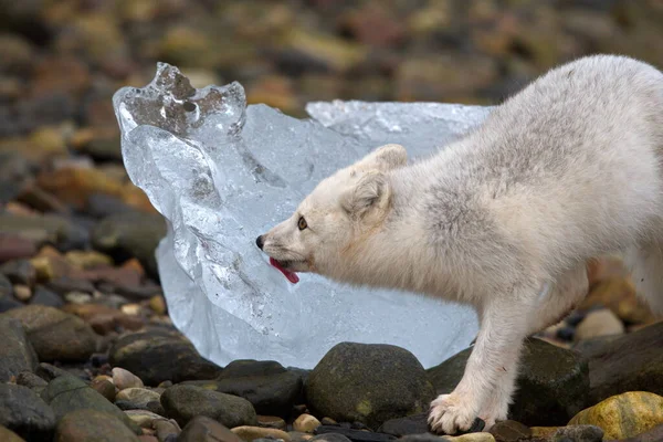 Ένα Αρκουδάκι Πολική Στο Χιόνι — Φωτογραφία Αρχείου