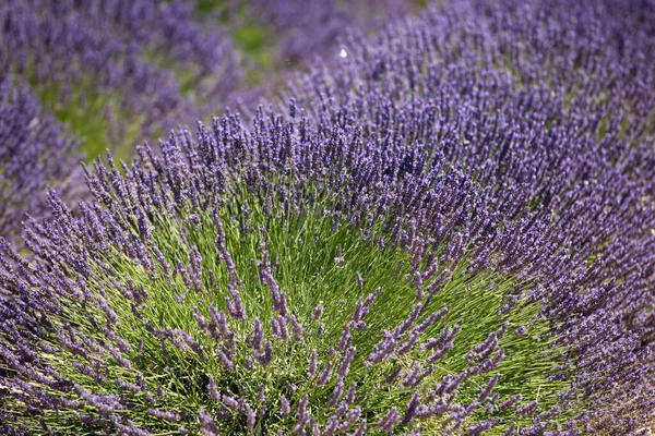 Lavendelblüten Der Provence Frankreich — Stockfoto