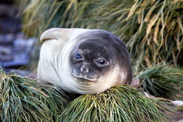 a closeup shot of a cute seal