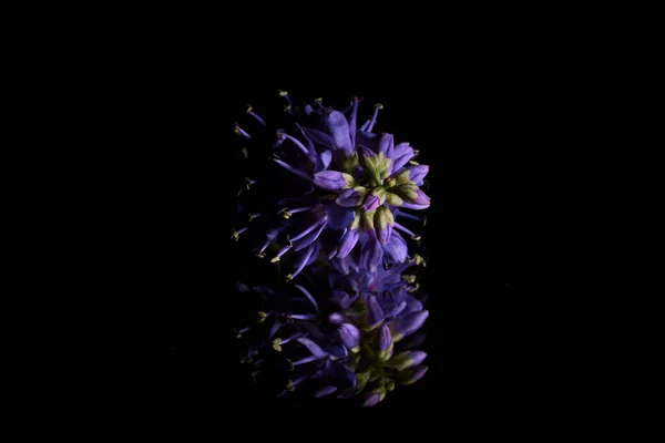 Όμορφο Μωβ Λουλούδι Μαύρο Φόντο — Φωτογραφία Αρχείου