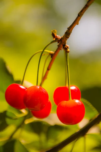 Cerejas Maduras Vermelhas Ramo — Fotografia de Stock