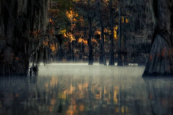 Beau Paysage Avec Des Arbres Dans Eau Dans Forêt — Photo