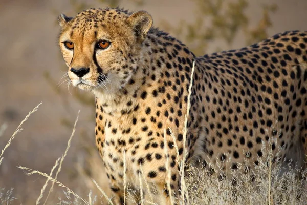 Vahşi Afrika Bozkırlarında Çita — Stok fotoğraf