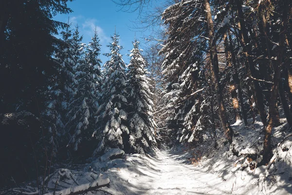 Зимовий Ліс Сніговими Покритими Деревами — стокове фото