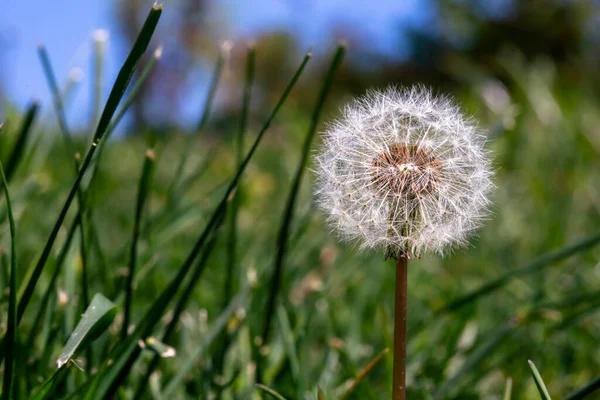 Paardenbloem Zaden Een Groene Achtergrond — Stockfoto