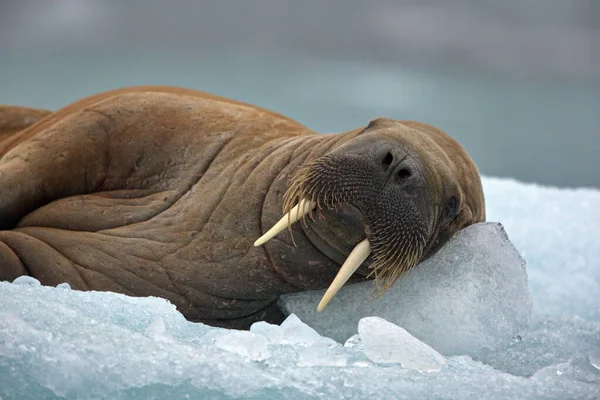 Antarctica Zee — Stockfoto