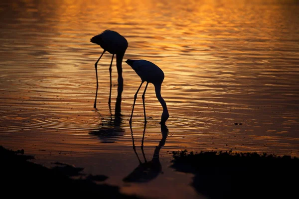 Belo Pássaro Flamingo Pôr Sol — Fotografia de Stock