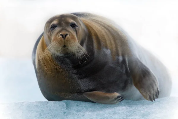 Close Van Een Schattige Zeehond — Stockfoto