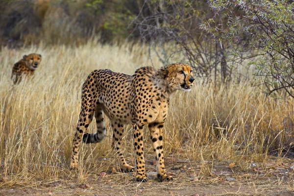 Cheeta Savanne Van Kenya — Stockfoto