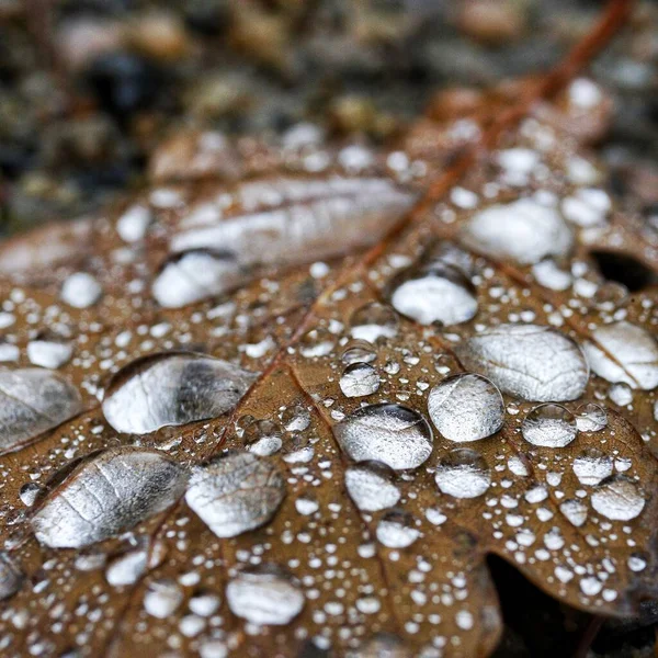 Close Van Een Natte Blad — Stockfoto