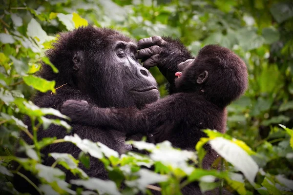 Black Gorilla Forest — Stock Photo, Image