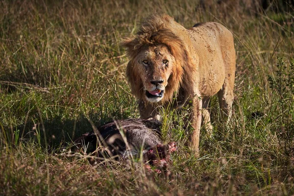 Левове Маля Савані Кенії — стокове фото