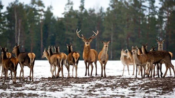 Gruppo Daini Nella Foresta — Foto Stock