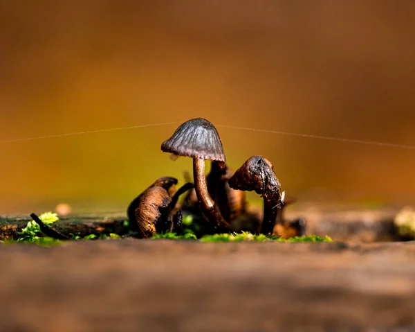 Cogumelos Floresta — Fotografia de Stock