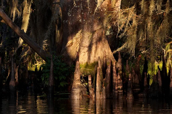 Beau Paysage Avec Des Arbres Dans Eau Dans Forêt — Photo