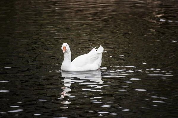 Cisne Branco Lago — Fotografia de Stock