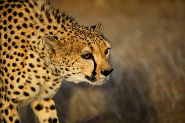 Leopard Divočině — Stock fotografie