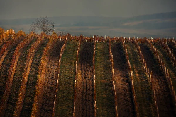Vanuit Lucht Uitzicht Wijngaard Het Platteland — Stockfoto