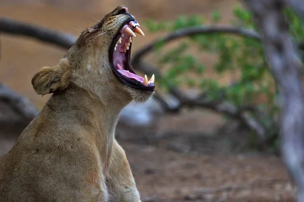 Close Lioness Savannah Kenya — стоковое фото