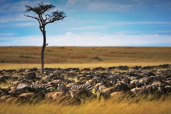 Afrikai Vad Oroszlán Sétál Kenyai Szavannában — Stock Fotó