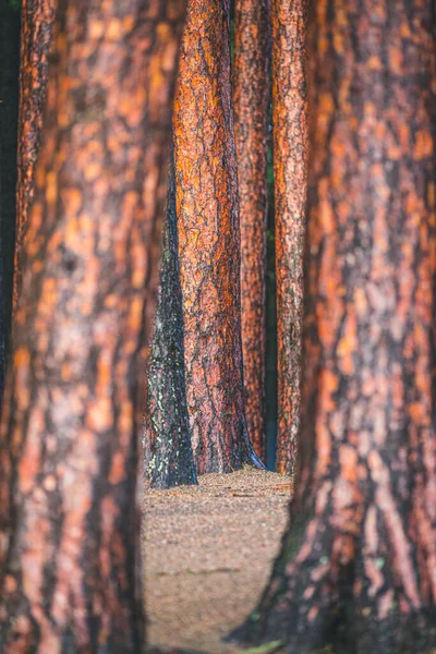 Oud Roestig Metalen Hek Met Een Houten Ondergrond — Stockfoto